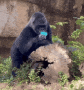a gorilla sitting on a tree stump eating something