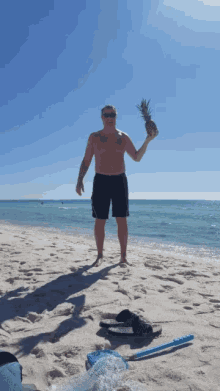 Beach Pineapple GIF - Beach Pineapple GIFs