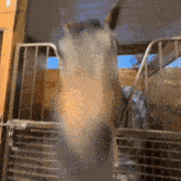 a close up of a horse 's face behind a metal fence