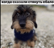 a dachshund wearing a blue scarf is looking at the camera with a caption in russian