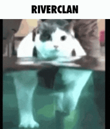 Riverclan Warrior Cats GIF - Riverclan Warrior Cats Wc GIFs