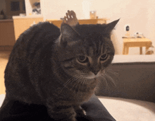 Cat Cute GIF - Cat Cute Angry GIFs