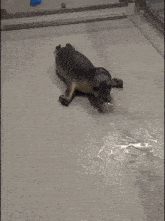 a seal laying on its back on a concrete floor
