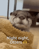 a picture of an otter with the words night night otters below it