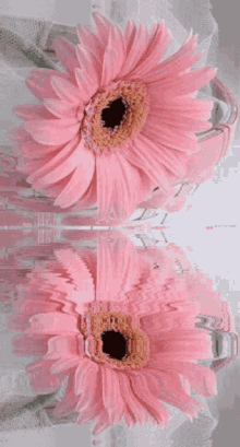 Pink Color Pink GIF