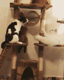 a black and white cat sitting on a cat tree playing with another cat
