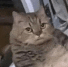 Si Ah Cat Meme GIF - Si Ah Cat Meme Cat Meme Face GIFs