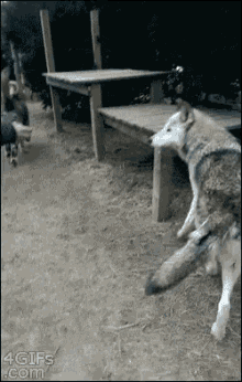 wolf feeding feed eat cute