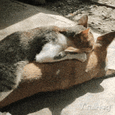 Kitty Bite Cat GIF - Kitty Bite Cat Dog GIFs