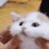 a person is holding a white cat in their hands and petting it .