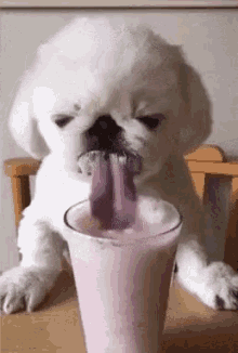 dog cute drinking cute dog