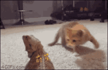 Cat Pet GIF - Cat Pet Slap GIFs