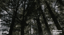 Sun Through The Trees GIF - Twin Peaks The Return Forrest Lost In The Woods GIFs