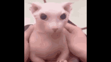 Cat Bingus GIF