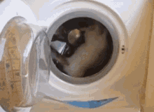 洗濯機　ねこ　面白い　可愛い動物 GIF - Laundry Machine Cat GIFs