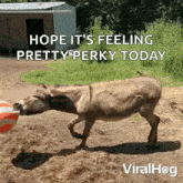 Donkey Is Playing With Inflatable Ball Viralhog GIF
