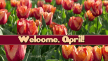 Flowers Tulips GIF - Flowers Tulips Spring GIFs