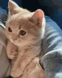 Kitten Blink GIF - Kitten Blink Cute GIFs