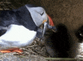 Puffin Puffin Chick GIF