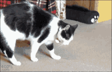 Cat Flip GIF - Cat Flip Cute GIFs