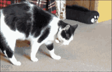 GIF