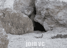 Manul Join Vc GIF - Manul Join Vc Vc GIFs