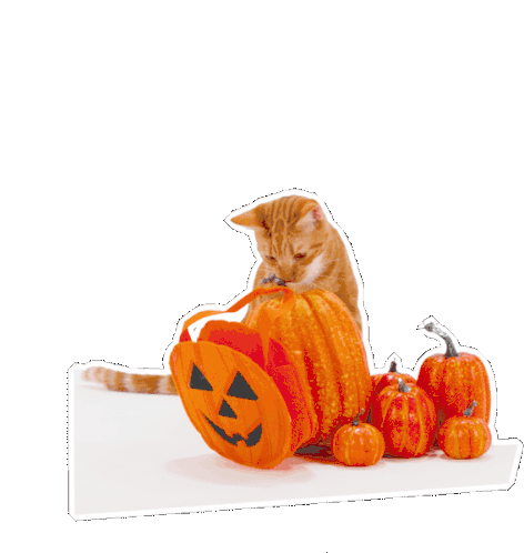 Petsure Cat Sticker - Petsure Cat Halloween Stickers