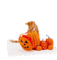 Petsure Cat Sticker - Petsure Cat Halloween Stickers