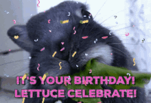 birthday bunny happy birthday lettuce celebrate confetti