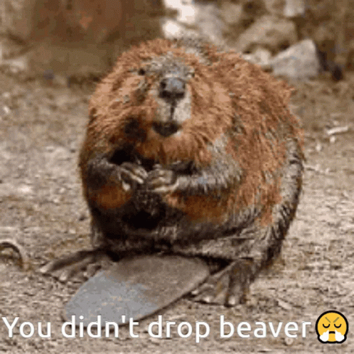 Sar Beaver You Didnt Drop Beaver GIF – Sar Beaver You Didnt Drop Beaver