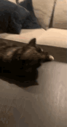Sanders Cat Cat Falling Table GIF