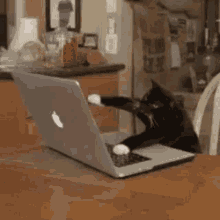 Cat Busy GIF - Cat Busy Working GIFs