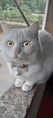 a gray and white cat with a bell around its neck looks at the camera