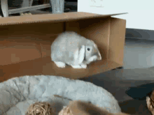 Photo Rabbit GIF - Photo Rabbit Bomb GIFs