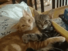 Cats Cuddle GIF - Cats Cuddle Hug GIFs