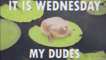It Is Wednesday Wednesday GIF