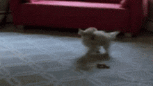 Doggy Puppy GIF - Doggy Puppy Spinning GIFs