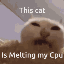 Cat This Cat Is Melting My Cpu GIF - Cat This Cat Is Melting My Cpu Cat Corn GIFs
