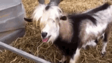 This Goat Sounds Like A Chicken... GIF - Comedy Caught On Tape Goat GIFs