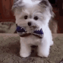 Highfive Cute GIF - Highfive Cute Dog GIFs