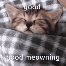 Good Meowning Good Morning GIF - Good Meowning Good Morning White Cat -  Discover & Share GIFs
