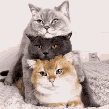 Cats Tired GIF - Cats Tired Bored GIFs