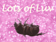 Beetle Beetle Love GIF - Beetle Beetle Love Lots Of Luv GIFs