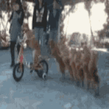dogs funny animals riding a bike