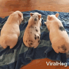 Pigs Wagging Tails Viralhog GIF - Pigs Wagging Tails Viralhog Pigs Chilling GIFs