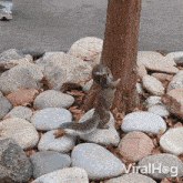Let Me Help You Squirrel GIF