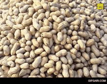 Badam Peanut GIF - Badam Peanut Bangladesh GIFs