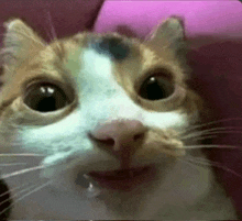 Cat Meme Drool Cat GIF - Cat Meme Drool Cat GIFs
