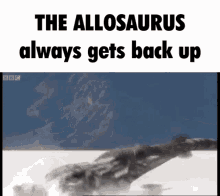 the allosaurus allo always gets back up allosaurus get back up