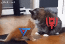 two cats are playing with each other and one of them has the letter m on it
